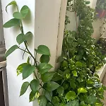 2Bhk Chandra Jyoti Villa Nit Garden Nagpur