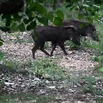 Wild Woods Tiger Resort