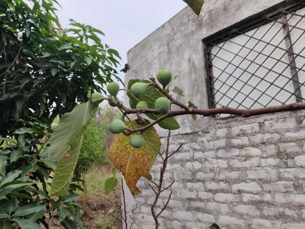 Anjani Farms