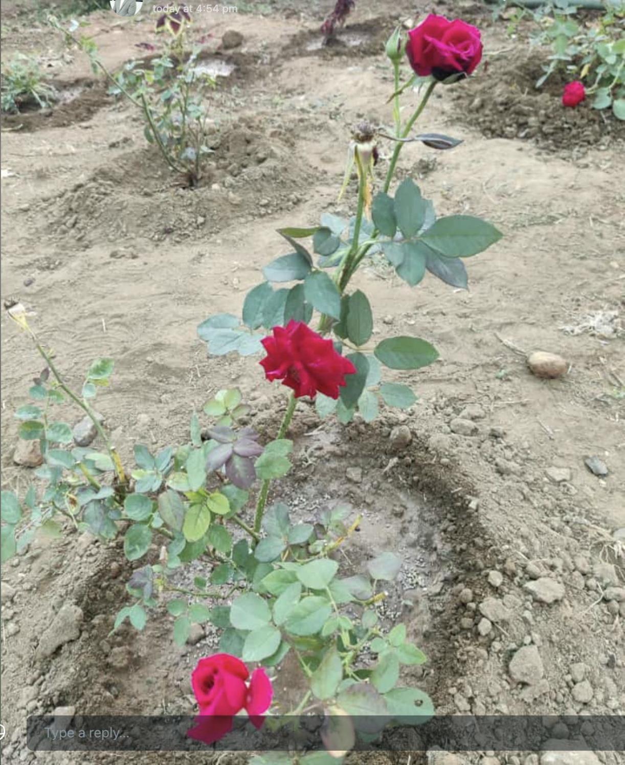 Anjani Farms *