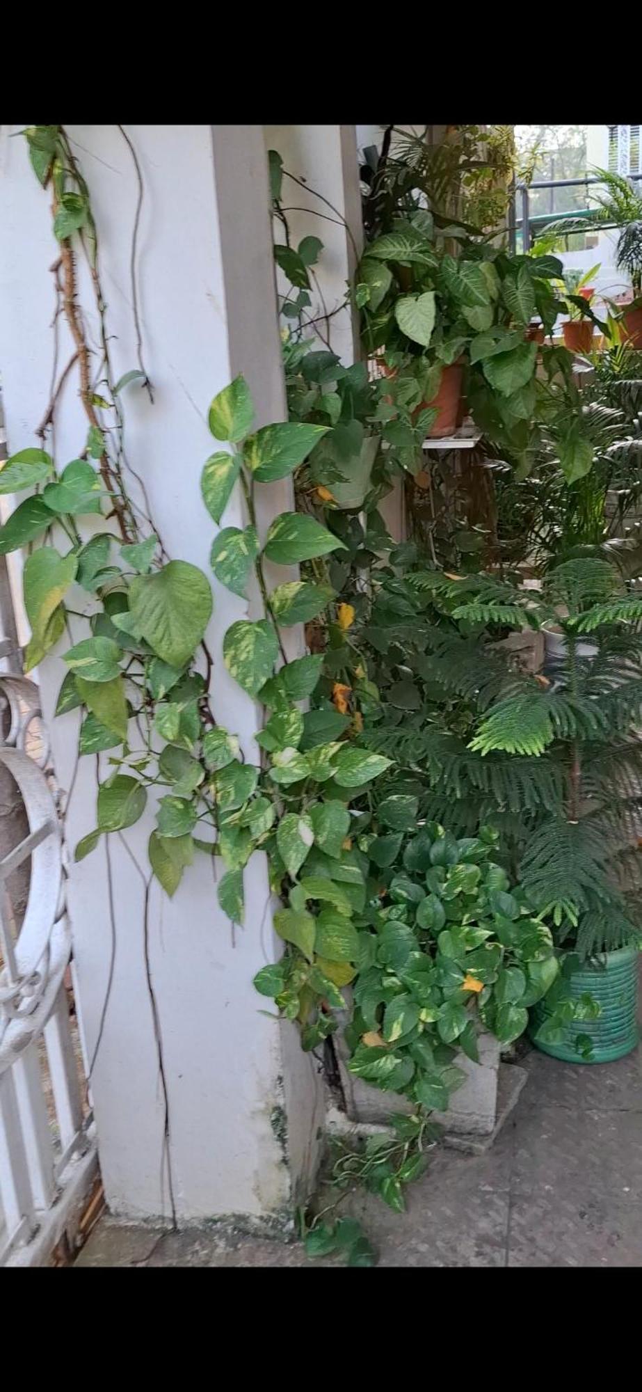 2bhk Chandra Jyoti Nit Garden Villa
