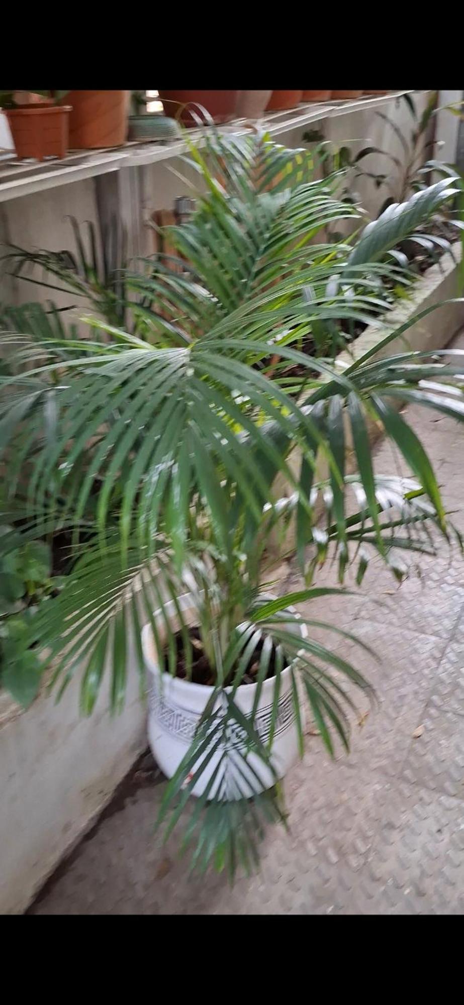 Villa 2bhk Chandra Jyoti Nit Garden *