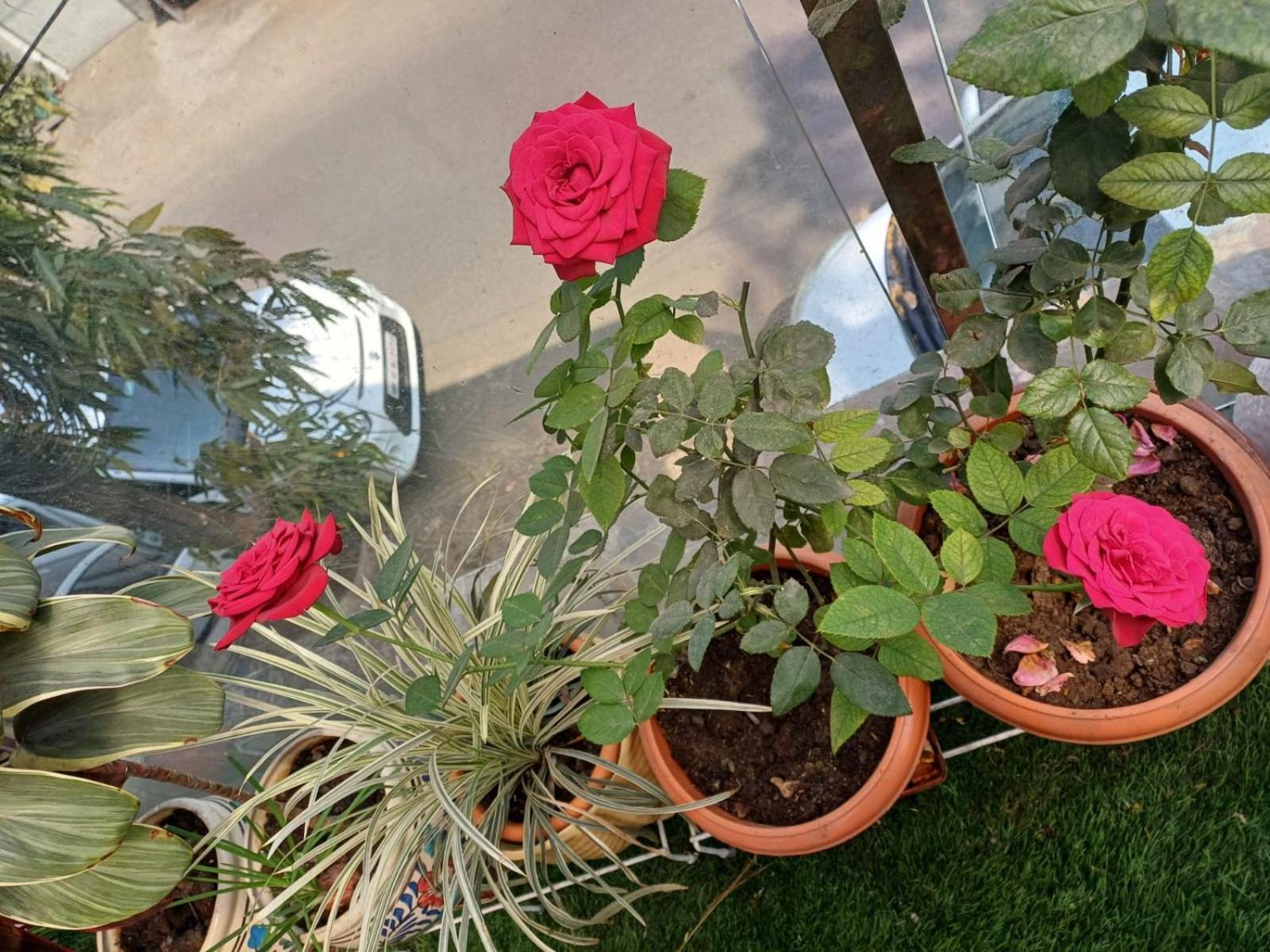 Villa 2bhk Chandra Jyoti Nit Garden Nagpur