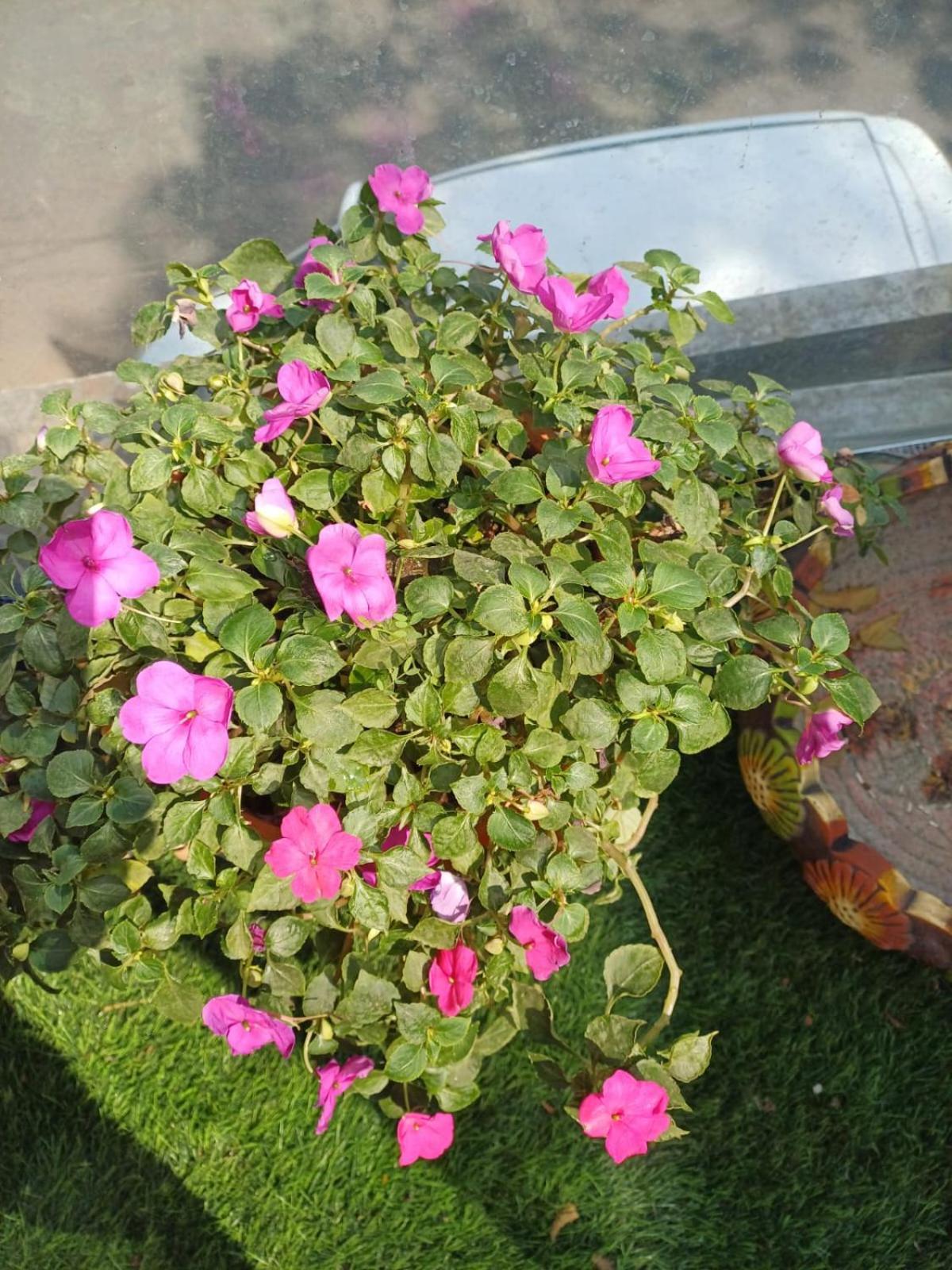 2bhk Chandra Jyoti Nit Garden Nagpur