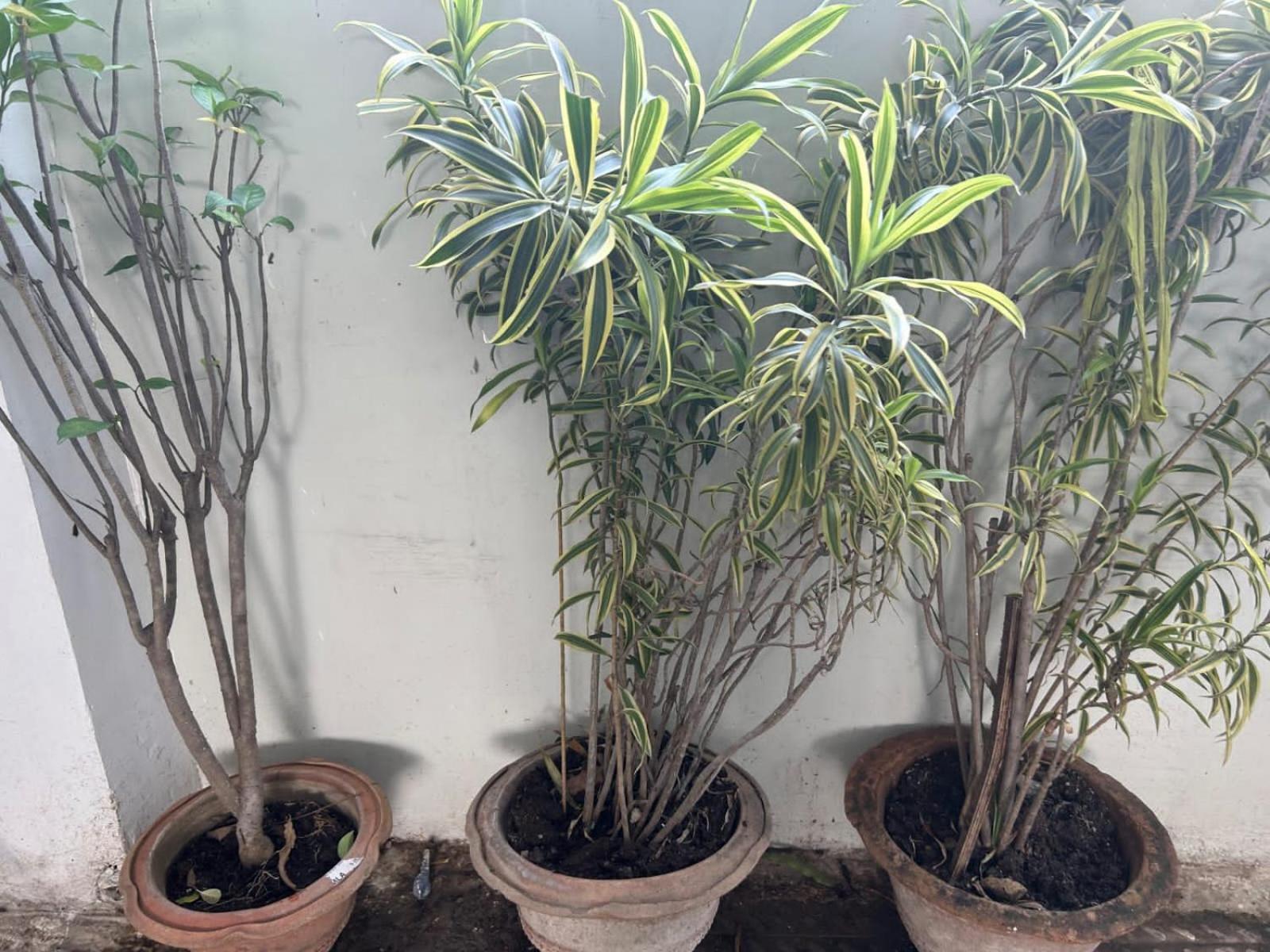 2bhk Chandra Jyoti Nit Garden Villa *