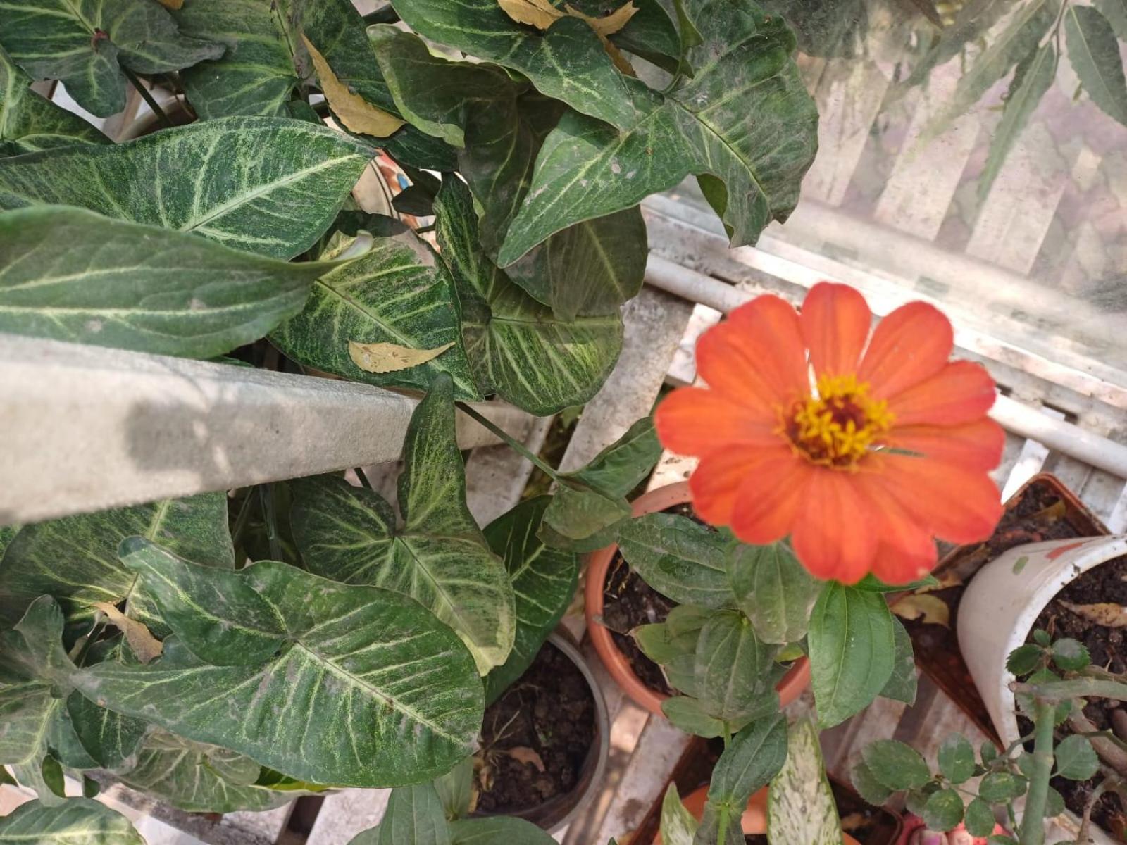 2bhk Chandra Jyoti Nit Garden Villa Nagpur