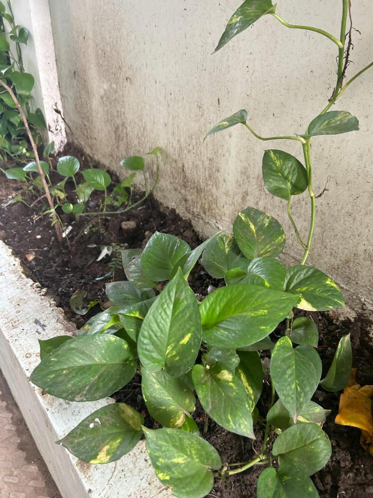 2bhk Chandra Jyoti Nit Garden * Nagpur
