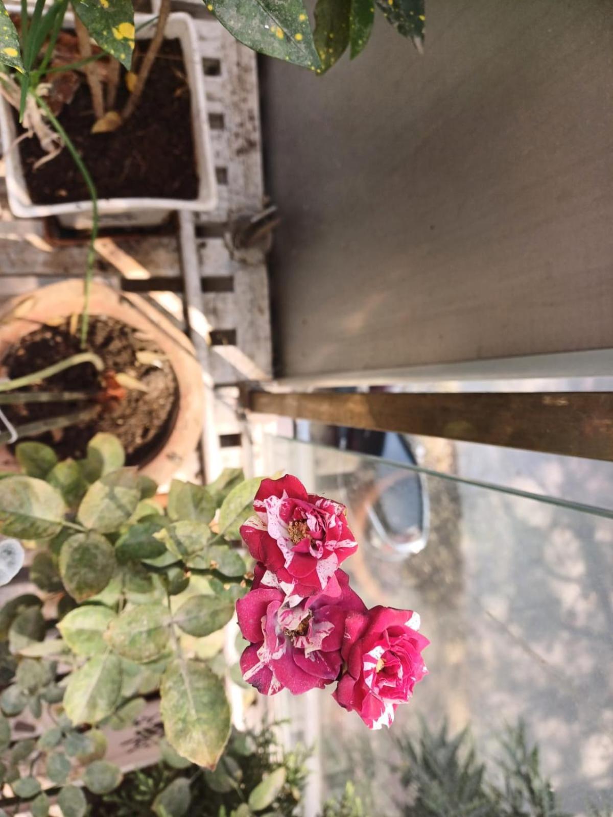 2bhk Chandra Jyoti Nit Garden Villa *