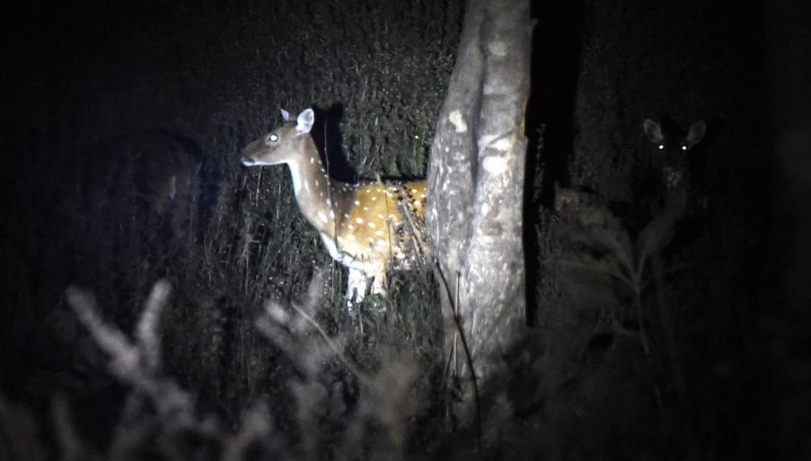 Wild Woods Tiger Nagpur